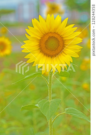 Flowers around the house, various in the four seasons. Early-blooming sunflowers in the flower garden of the agricultural park shine in the early summer light. Flowers around the house, various in the four seasons. Early-blooming sunflowers in the flower garden of the agricultural park shine in the early summer light. 128244358