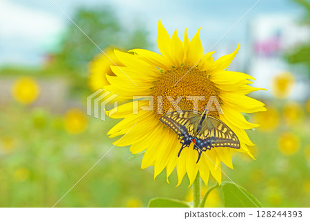 Flowers around the house, various in the four seasons. Early-blooming sunflowers in the flower garden of the agricultural park shine in the early summer light. Flowers around the house, various in the four seasons. Early-blooming sunflowers in the flower garden of the agricultural park shine in the early summer light. 128244393