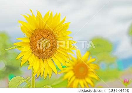 房屋周圍，四季鮮花盛開。農業公園的花園裡，早開的向日葵在初夏的陽光下閃閃發光。 128244408