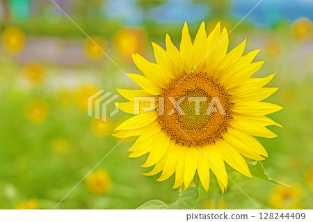 Flowers around the house, various in the four seasons. Early-blooming sunflowers in the flower garden of the agricultural park shine in the early summer light. Flowers around the house, various in the four seasons. Early-blooming sunflowers in the flower garden of the agricultural park shine in the early summer light. 128244409