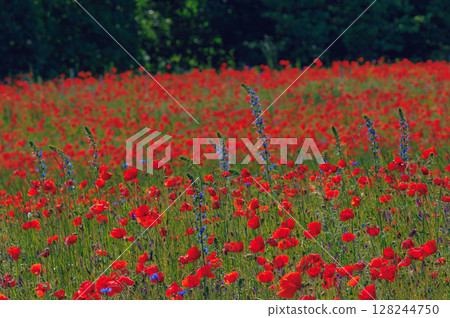 Red poppies meadow in Lithuania Red poppies meadow in Lithuania 128244750