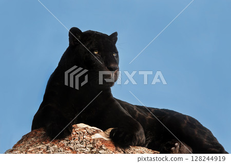 Close up of a Black (or Melanistic) Jaguar 128244919