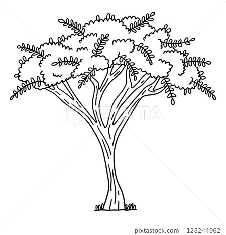 Acacia Tree Isolated Coloring Page for Kids Acacia Tree Isolated Coloring Page for Kids 128244962