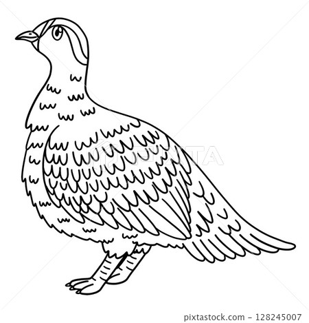 Crowned Sandgrouse Isolated Coloring Page for Kids 128245007