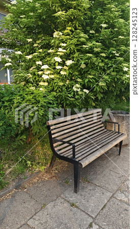 Wooden bench with metal arms placed near blooming green bushes on a sunny day in a park Wooden bench with metal arms placed near blooming green bushes on a sunny day in a park 128245123