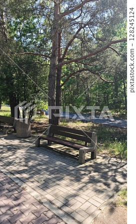 Empty park benches surrounded by tall trees and dappled sunlight on a quiet paved pathway Empty park benches surrounded by tall trees and dappled sunlight on a quiet paved pathway 128245124