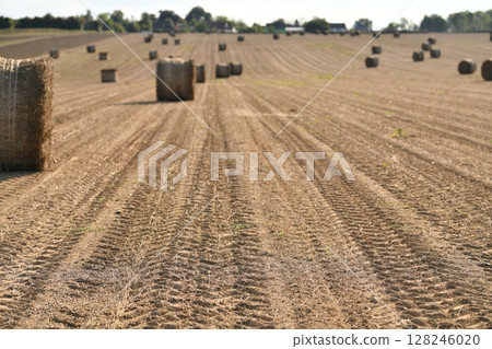 Bale of dry flax on the field and the traces of a tractor after harvesting flax Bale of dry flax on the field and the traces of a tractor after harvesting flax 128246020
