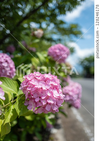 【第8寺】熊谷寺、弁天池沿岸的繡球花【四國88寺】 128246178