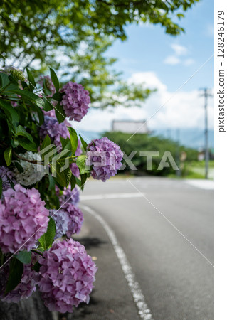 [Temple No. 8] Kumagaya Temple, hydrangeas along Benten Pond [Shikoku 88 Temples] 128246179