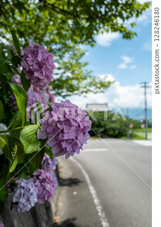 [Temple No. 8] Kumagaya Temple, hydrangeas along Benten Pond [Shikoku 88 Temples] 128246180
