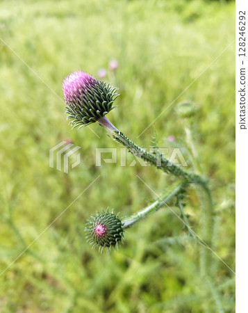 Cirsium vulgare flower Cirsium vulgare flower 128246292