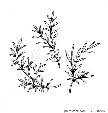 Three hand-drawn rosemary herb twigs in ink sketch style on a white background, representing culinary or botanical design elements 128246587