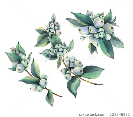 Hand drawn watercolor of snowberry holly leaves and berries. Detailed botanical element perfect for Christmas clip art collections and winter floral designs. New Year, Christmas Illustration 128246952