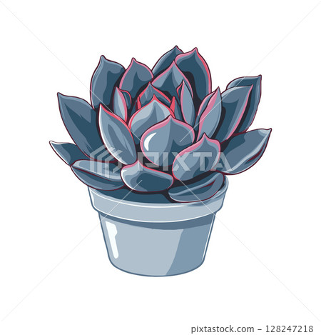 Succulent plant Echeveria in a small pot, artistic graphic style, white background, concept of nature and minimalistic decor 128247218