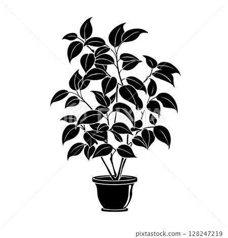 Potted plant Ficus benjamina silhouette in black, flat graphic style, white background, concept of nature Potted plant Ficus benjamina silhouette in black, flat graphic style, white background, concept of nature 128247219