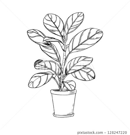 Line drawing of a potted plant Fiddle Leaf Fig, sketch style, on white background. Concept of nature and home decor Line drawing of a potted plant Fiddle Leaf Fig, sketch style, on white background. Concept of nature and home decor 128247220