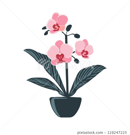 Pink Phalaenopsis orchid flowers in a pot, flat design style on white background, concept of nature 128247225