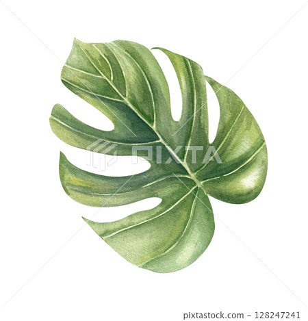 Green watercolor monstera leaf with intricate veins sketch isolated background. Hand painted tropical houseplant creeper leaf illustration for tropical decor, botanical branding, nature designs 128247241