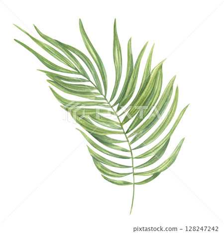 Lush realistic tropical palm leaves swaying in the wind watercolor hand drawn illustration isolated background. Exotic jungle floral element for beach decor, exotic party invitation, greeting card 128247242