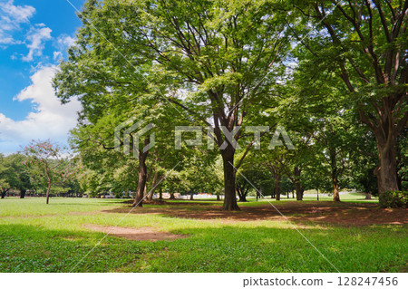 綠樹環繞的道路;長滿草的公園 綠樹環繞的道路;長滿草的公園 128247456