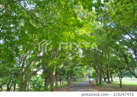 A road surrounded by greenery; a park with grass A road surrounded by greenery; a park with grass 128247458