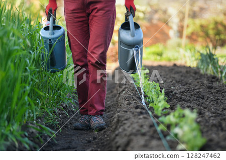 A woman in red dirty pants walks between rows of plants in a garden and waters them from a watering can 128247462