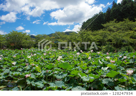 藍天下盛開的蓮花(2024年,下關市東行庵) 藍天下盛開的蓮花(2024年,下關市東行庵) 128247934