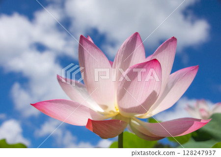藍天上的蓮花 128247937