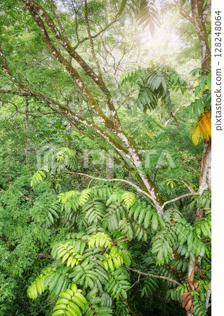Photo of a rainforest in Borneo, Sabah, Malaysia. 128248064