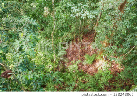 Photo of a rainforest in Borneo, Sabah, Malaysia. 128248065
