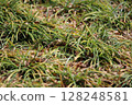 Lush grass 128248581