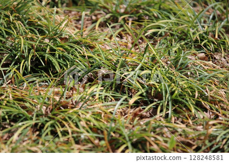 Lush grass 128248581