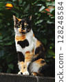 Calico cat sitting on a fence 128248584