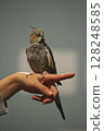 Cockatiel perched on hand 128248585