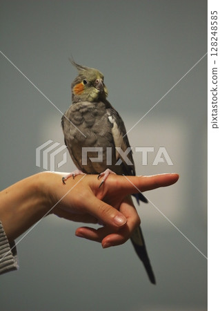 玄鳳鸚鵡棲息在手上 128248585