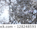 Looking up at the cherry blossoms and the sky 128248593