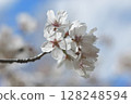 Sakura that shines in the blue sky 128248594