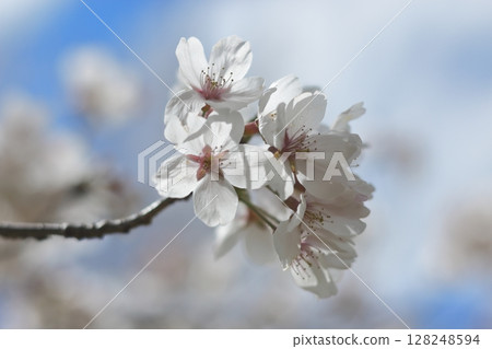 Sakura that shines in the blue sky Sakura that shines in the blue sky 128248594