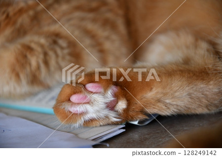Cute paw of furry red tabby with pink pads and long fur between 128249142
