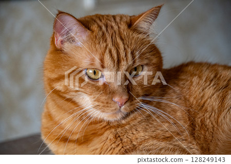 Portrait of red tabby cat proudly posing Portrait of red tabby cat proudly posing 128249143