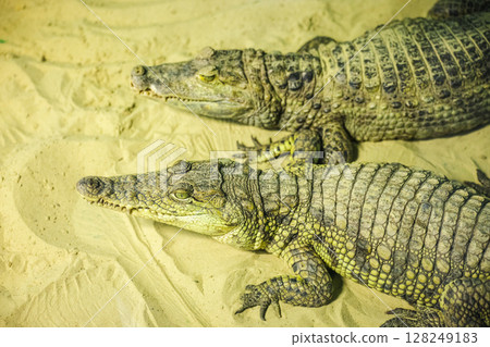 Two crocodilian caimans lying on yellow sand, showing scaly skin and distinctive eyes in a close-up view 128249183