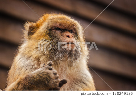 Portrait of a Barbary macaque with thick fur and a serious expression, sitting in front of a wooden background Portrait of a Barbary macaque with thick fur and a serious expression, sitting in front of a wooden background 128249186