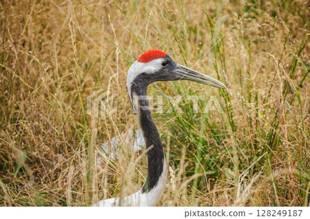 White-naped crane with red crown and long black neck stands among tall dry grasses in a natural habitat 128249187