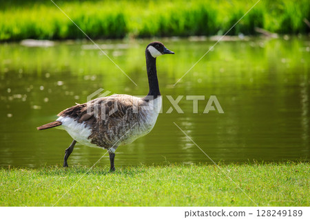 Canada goose standing on green grass near a calm pond with vibrant reflections in warm daylight Canada goose standing on green grass near a calm pond with vibrant reflections in warm daylight 128249189