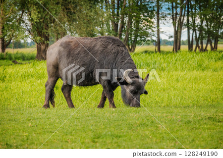 Water buffalo with curved horns grazing on lush green grass near a tree line in summer countryside 128249190