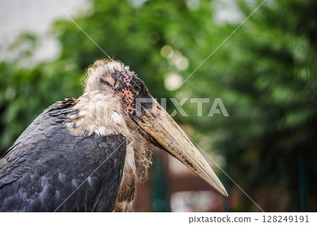 Side view of a marabou stork standing calmly with closed beak, displaying bald head and detailed feathers against a green blurred background Side view of a marabou stork standing calmly with closed beak, displaying bald head and detailed feathers against a green blurred background 128249191