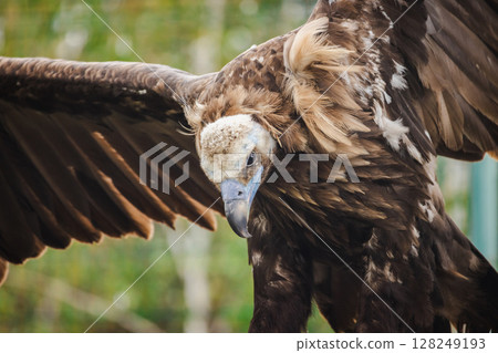 Close-up of a cinereous vulture with wings spread wide, showing its powerful build, sharp beak, and detailed brown feathers Close-up of a cinereous vulture with wings spread wide, showing its powerful build, sharp beak, and detailed brown feathers 128249193