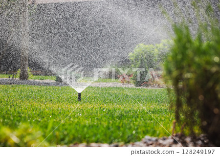 Wide-angle view of a garden sprinkler watering a green lawn, with water spray visible in sunlight and landscaping in the background 128249197