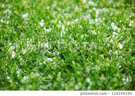 Close-up of green grass sprinkled with small hailstones after a hailstorm, showing natural texture and weather impact. Close-up of green grass sprinkled with small hailstones after a hailstorm, showing natural texture and weather impact. 128249198