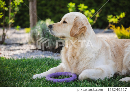 Golden retriever dog lying on fresh green grass holding a purple toy ring, relaxed and calm pet enjoying a sunny day in the garden Golden retriever dog lying on fresh green grass holding a purple toy ring, relaxed and calm pet enjoying a sunny day in the garden 128249217